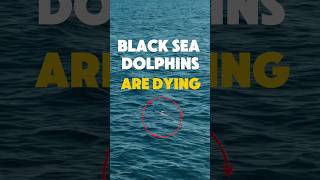 This is heart breaking 💔 #blacksea #dolphins