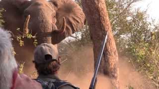 Elephant Charge in the Kruger Park