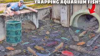 Trapping RARE Aquarium Fish For My BACKYARD POND!