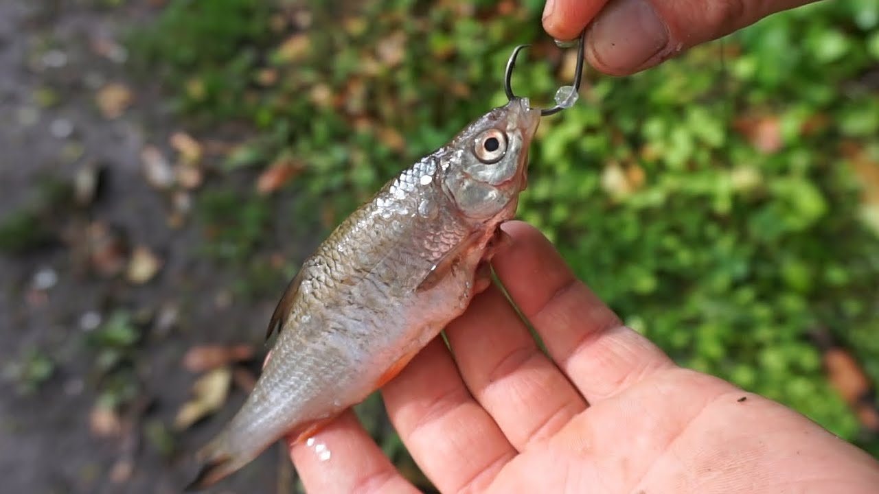 Nailing Canal Pike on Circle Hooks 