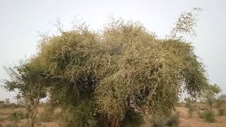 100's of House Sparrow Chirping, who needs morning alarm screenshot 4