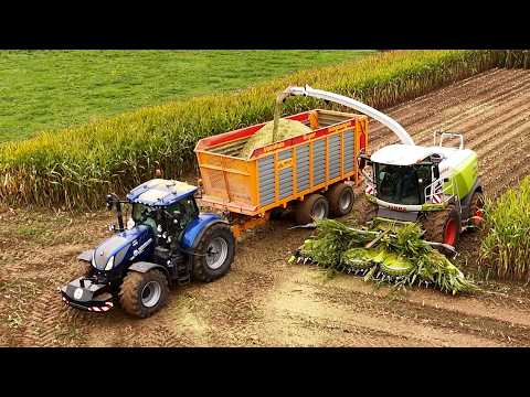Maize Silage / Mais hakselen & kuilen bij Familie van Eek 🌽 | Loonbedrijf Panhuis | Claas Jaguar 950