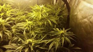 A look at week 3 of flower for the clones super skunk week 2