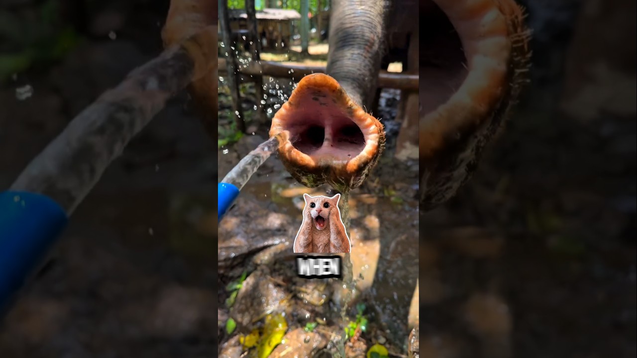 He Tried to Give an Elephant Water! 😨