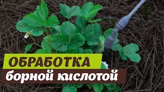 Подкормка борной кислотой