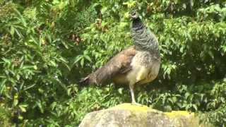 pfau kontaktrufe