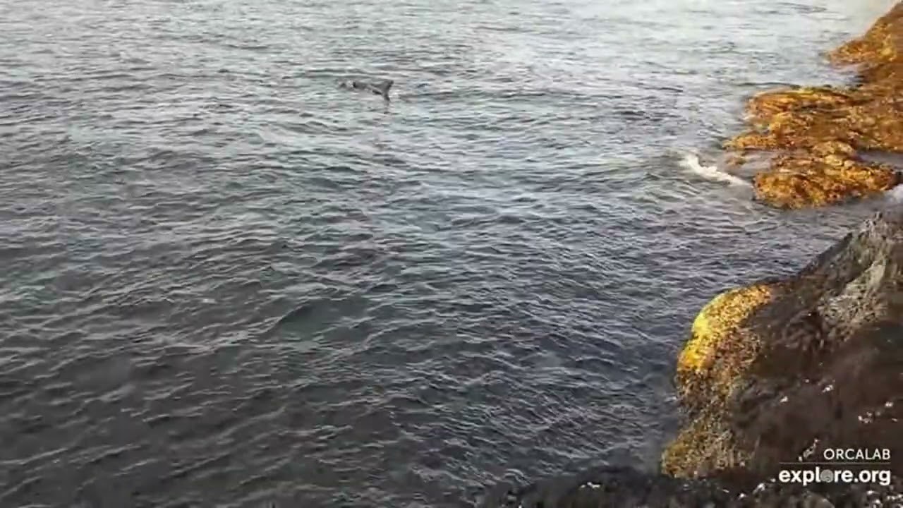 Live Cam   Orca Rubbing Beach   surface view   Explore org   Google Chrome 2024 07 21 06 16 16