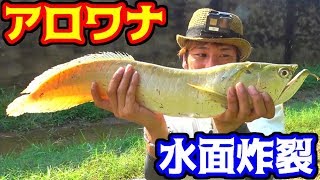 タイの釣り堀でオリジナルルアーにアロワナが出た ＃3