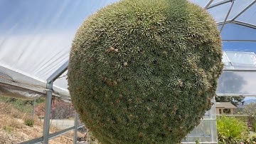 Private #cactus and #succulent collection 40 years old!