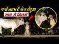 अचानक रात में गाय के पास तेंदुआ आता है कारन जानके होश उड़ जायेंगे leopars visits this cow at night