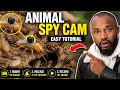 Yadda Ake Yin Animal Spy Cam Kamar Documentary