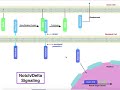 Biosignaling  notc.elta signaling pathway