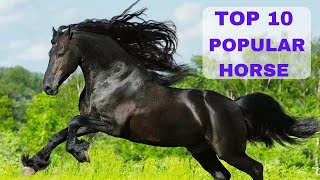 Top 10 most popular horse breeds in the world