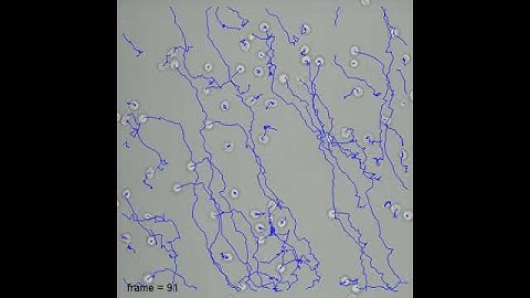 tcell_tracking_growingtail