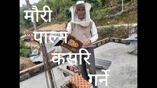 मौरी पाल्न कसरी गर्ने ।Bee keeping,Bee,कसरी मौरी पाल्न सकिन्छ ।