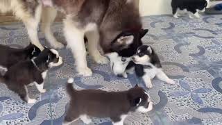 HUSKY FAMILY HAVING THEIR FIRST BONDING OUTSIDE The WHELPING BOX