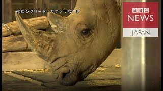 キタシロサイを救え　最も極端な動物保全の形