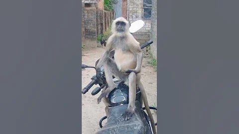 Monkey bike riding..🚴‍♂️🐒#shorts #hanuman #hanumanji #monkey #bike