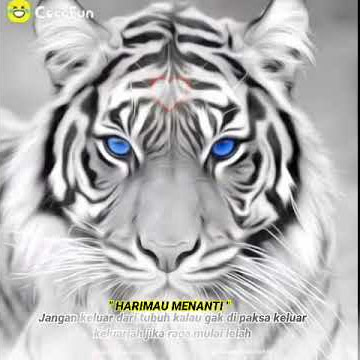 Story wa harimau menanti PSHT 2021|| literasi PSHT