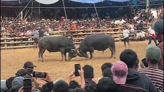 Tedong silaga  // Bos Padatindo 🆚 Bang Roi Kampa Tampo