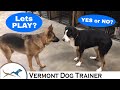 Understanding Dog Body Language of Greater Swiss Mountain Dog and German Shepherd