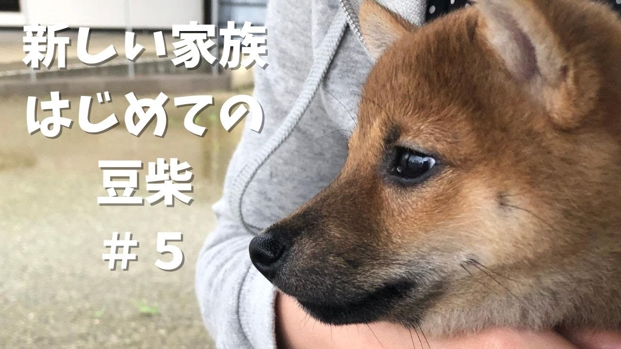 【豆柴】抱っこでお散歩♪／柴犬子犬 散歩／【Shiba Inu Puppy】 YouTube