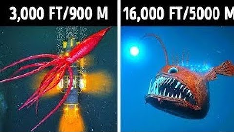 Fascinating 3D Journey to the Ocean Depths