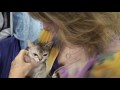 Pampered Pet Pete Singapura Cat の動画、YouTube動画。