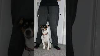 jack russell training #dog #dogs #puppy #puppies #pet #pets #cute #happy #sweet #training #jrt