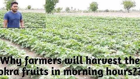 Ladies finger # Okra# Bhendi# Horticulture#ICAR-JRF/SRF#Mad horti