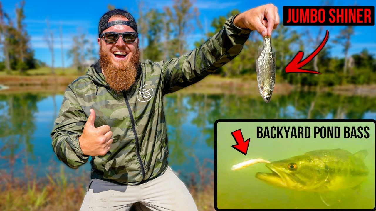 Feeding JUMBO Shiners to BACKYARD POND BASS for the FIRST TIME!! (They  LOVED It!!) 