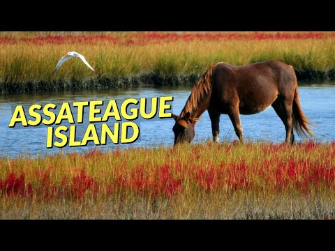 Video: Isla Assateague: una guía nacional para visitantes de la costa