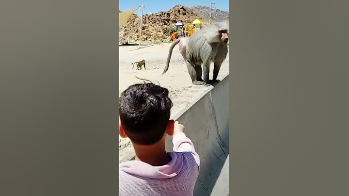أنتبهـوا لـ أطفالكم هذه القـرود خطيـرة ⚠️