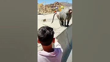 أنتبهـوا لـ أطفالكم هذه القـرود خطيـرة 