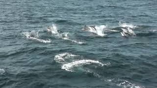 Common dolphins - Long Beach, California