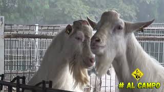 Rancho de cabras lecheras razas SAANEN y ALPINAS | Sementales con genética francesa