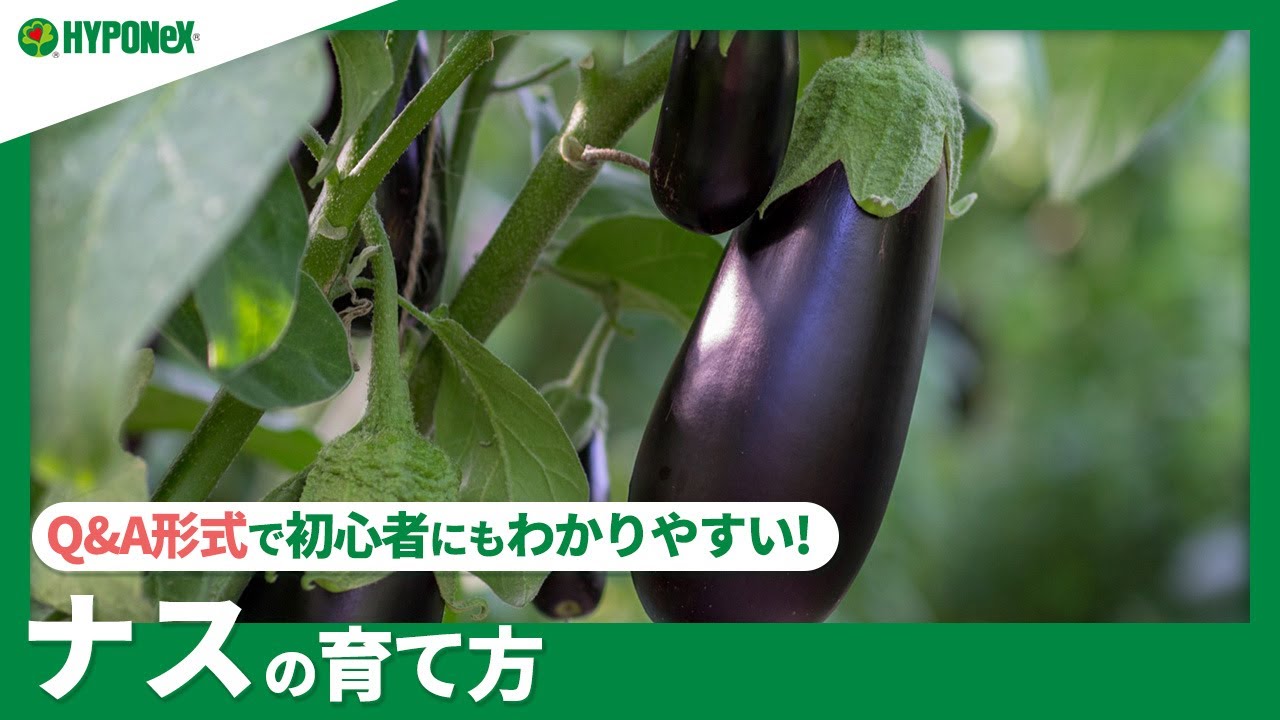 家庭菜園 ナス 茄子 の育て方 家庭菜園の中でも育てやすい野菜 植物とあなたをつなぐplantia