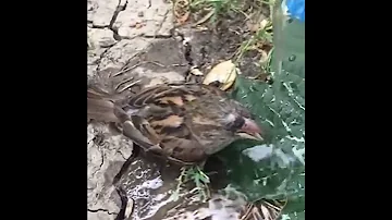 МУЖЧИНА СПАС ПТИЦУ, КОТОРАЯ УМИРАЛА ОТ ЖАЖДЫ / Man saves BIRD
