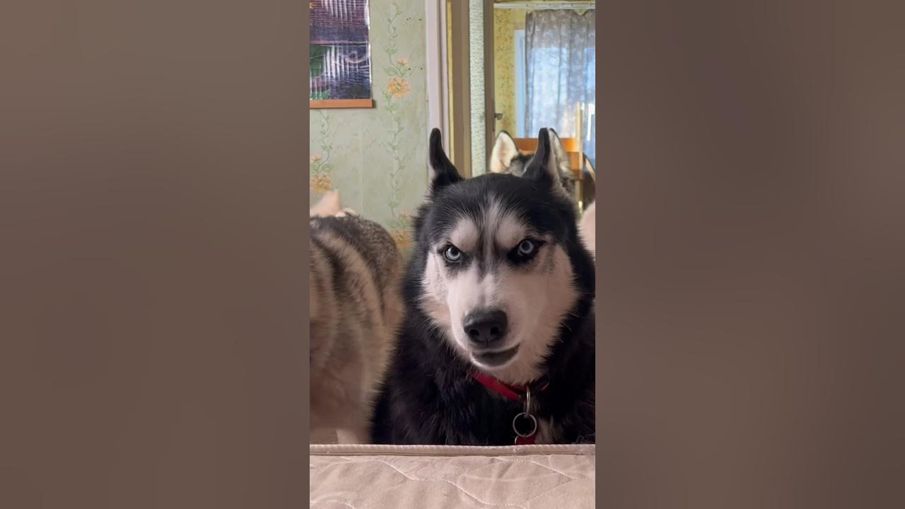 Стоп невозможен у такой машины 😎 - YouTube