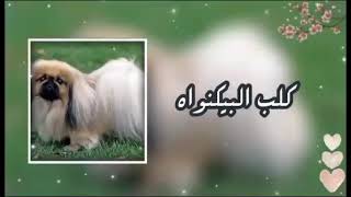 كلب البيكنواه🐶..