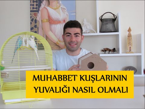 Video: Muhabbet Kuşu Yuvası Nasıl Yapılır