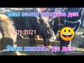 Куршаб мал базары 🐂! Мал ээсин тартпаса деп| Ээси жакшы да деп😁😅😀🤩 16.01.2021