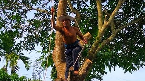 A TùngVua khỉ Miền Tây leo cưa cây Me và Cây Xoài,Bên dưới có mái nhà và nhiều chướng ngại vật.