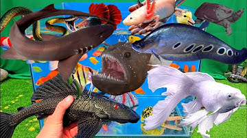 Video tổng hợp cá cảnh đẹp, vịt, vịt con, cá koi, cá trê, cá vàng oranda, cá chép panda