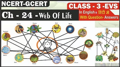 Web of Life II Class 3 EVS Chapter 24 II @PratibhaJadhav