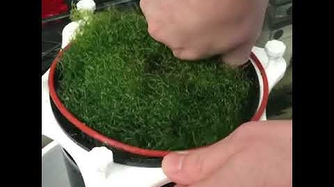 Skimz MBR157 Macroalgae Reactor JayUSA