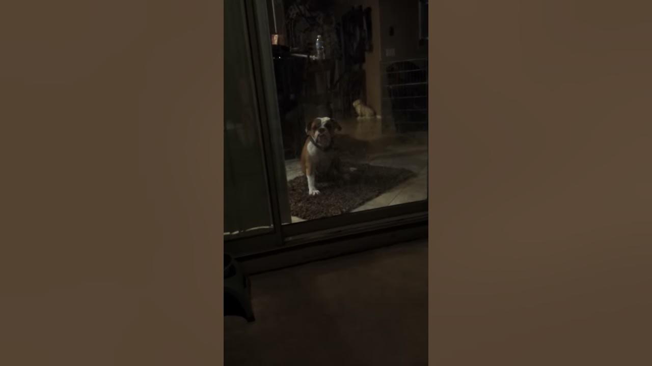 Jax the dog jacking off YouTube