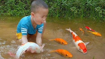 Em ổi dùng tay không bắt cá chép vàng khủng #cávàng #bắtcávàng