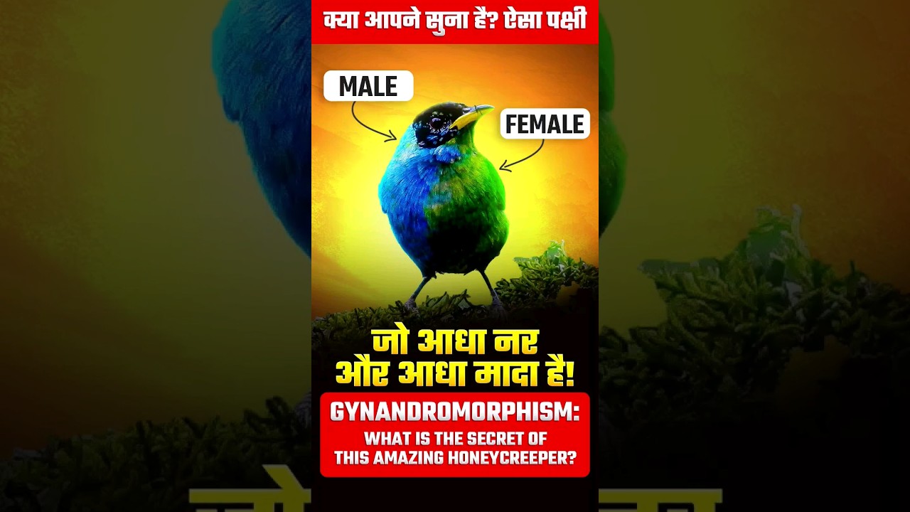 Half Male, Half Female: The Incredible Gynandromorph Honeycreeper!