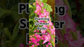 Get your summer bulbs in the ground! 🌼🌱